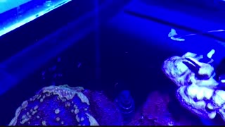 مارماهی گورخری (Zebra moray) در آکواریوم