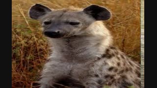 فرج کفتار اصل – ناموس کفتار اصلی – فرج کفتار یا ناموس کفتار – خرید فرج کفتار