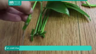 نحوه تکثیر گیاهان آپارتمانی