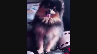 یونتان سگ وی عضو bts