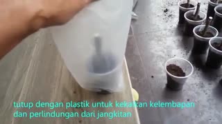 آموزش ریشه دار کردن قلمه انجیر و کاشت آن در گلدان