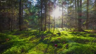 Morning Whisper - Paria