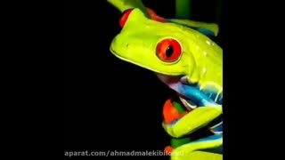 فیلم آموزشی فصل 14 علوم نهم جانوران مهره دار