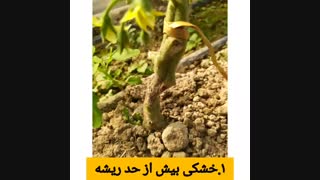 بیماری کپک خاکستری