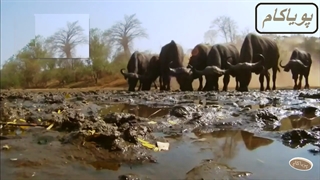 وقتی شیر می تازد - مستند