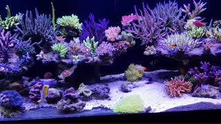 آکواریوم های حرفه ای مرجانی :