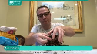 چگونگی تعویض خاک گلدان گیاه برگ نیزه ای