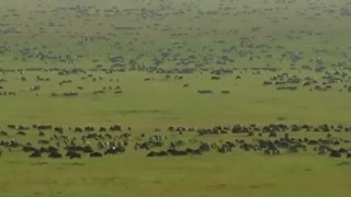 گربه‌های بزرگ - مستند