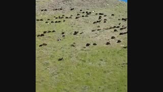 مرکز خرید دام زنده