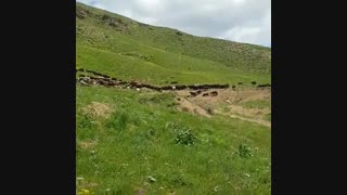 پرورش گوسفند زنده