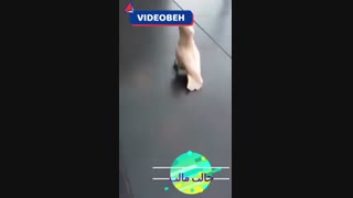 سگ طوطی دیده بودی؟ حالا ببین