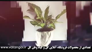 مرکز فروش گل و گیاه در کرج