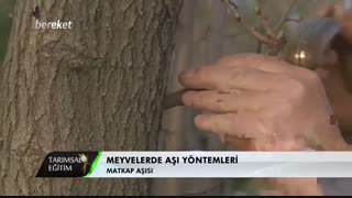 چگونه با استفاده از مته درختان را پیوند بزنیم