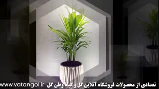 خرید اینترنتی گل آپارتمانی در تهران-وب سایت وطن گل