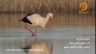 موزیک بیکلام - کامبیز روشن روان