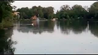 غازهای وحشی کانادا