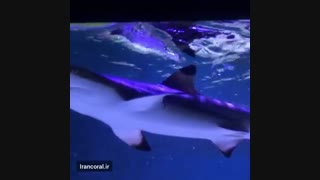 آکواریوم های آب شور حرفه ای کوسه :