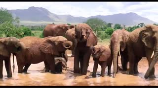 تریلر فیلم The Elephant Queen 2019