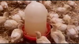 جوجه بوقلمون بیوتی