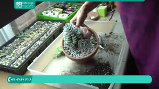 پرورش گل و گیاه - آموزش قلمه زدن کاکتوس