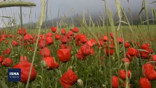 دشت شقایق‌های کالپوش میامی