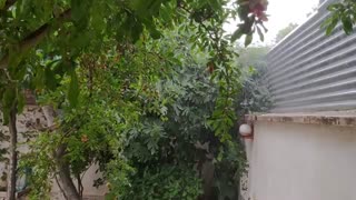 باران شیراز 99.03.12