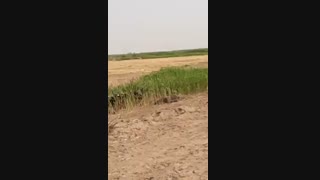 پرورش توأم ماهی و گاومیش، شهرستان شادگان