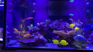 آکواریوم های حرفه ای آب شور تپه مرجانی :