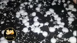 آموزش پرورش قارچ دکمه ای مهندس دلشاد 09120342573