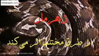 فیلمی جالب از نیش زدن مار کبری