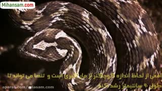 انواع مارهای خطرناک