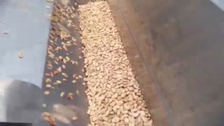 Peanut Frying Line F300 in action