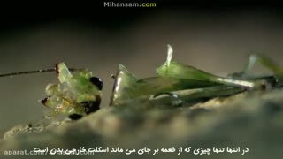 خورده شدن ملخ توسط صدپا