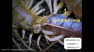 لحظه خورده شدن عقرب توسط صدپای غول پیکر