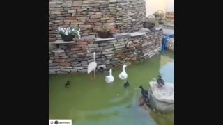 اجرای آبنما و آبشار در طراحی محوطه سازی 09124026545