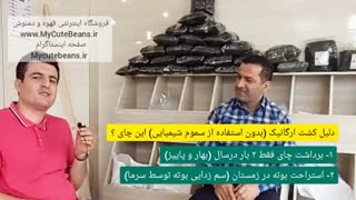 همه چیز درباره کیفیت چای محلی شمال