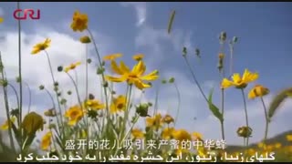 رییس جمهور چین از همه اقوام چین خواست در فقرزدایی از کشور مشارکت کنند