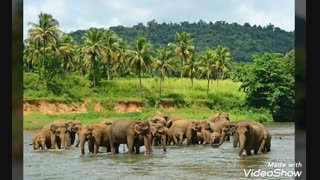 ویزای آنلاین ویدیو