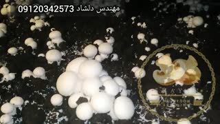 آموزش راه اندازی سالن پرورش قارچ مهندس دلشاد 09120342573