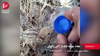 نجات جوجه کبک از آتش زاگرس