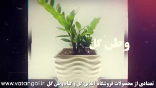 فروش اینترنتی گل و گیاه آپارتمانی ارزان قیمت