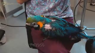 تحصیل در رشته دامپزشکی ، موسسه مهاجرت تحصیلی | GO2TR