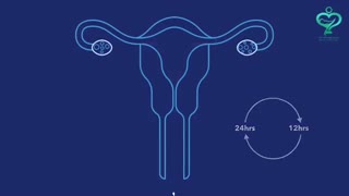 بارداری چگونه اتفاق می افتد؟