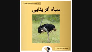 انواع شترمرغ