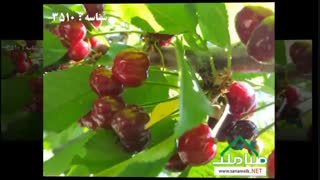 فروش باغ و باغچه در باغدشت (بکه) شهریار