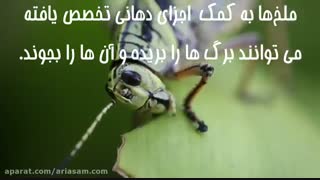 هجوم ملخ ها و بهترین راه دفع آن ها از مزارع