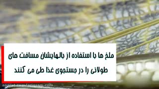 پرش خارق العاده ملخ