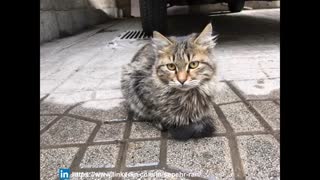 گربه های خیابانی