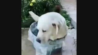رفیق نفهمش خوبه.........