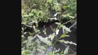آموزش آواز و آموزش صداسازی - اجرای خانم سارا زروج یکی از هنرجویان کلاس های آنلاین صداسازی و آواز